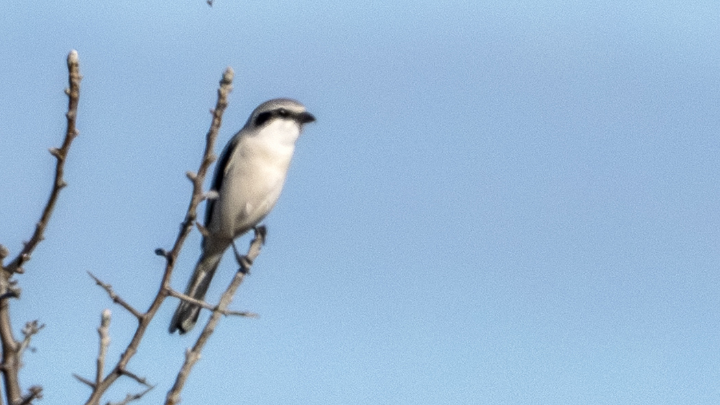Great Gray Shrike